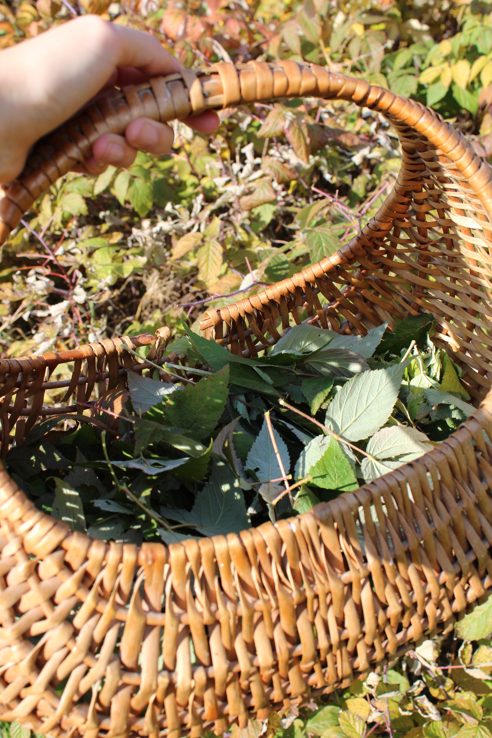 Tisane féminin sacré